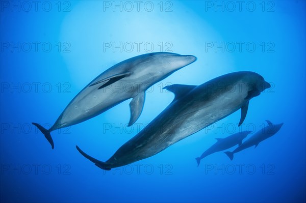 Bottlenose dolphins