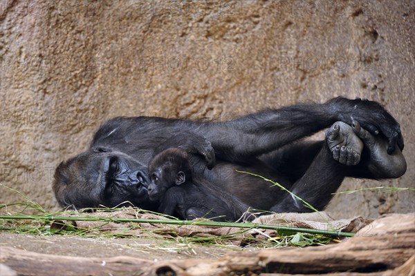 Western lowland gorilla