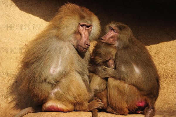 Hamadryas baboons