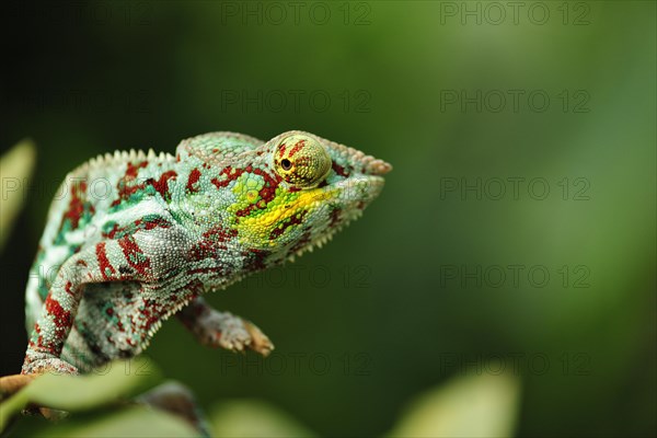 Panther chameleon