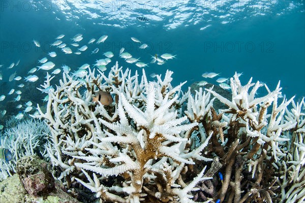 Bleaching of Acropora coral