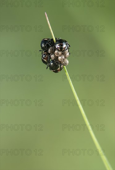 Freshly hatched nymphs of the grey garden bug