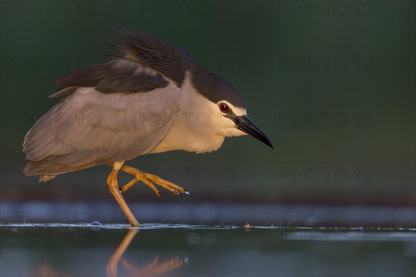 Black-crowned night heron