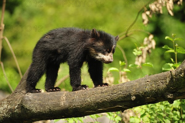 Spectacled bear