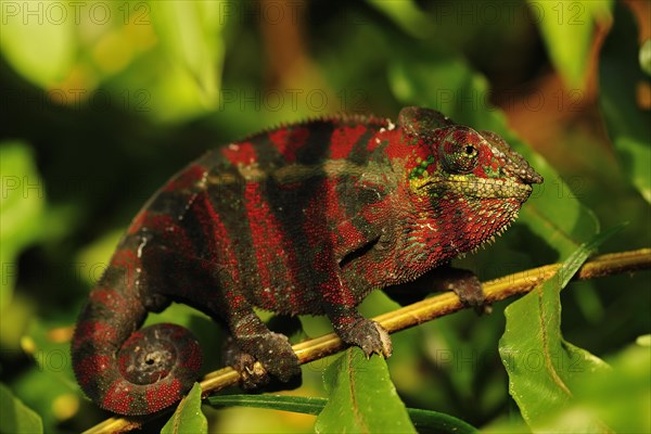 Panther chameleon