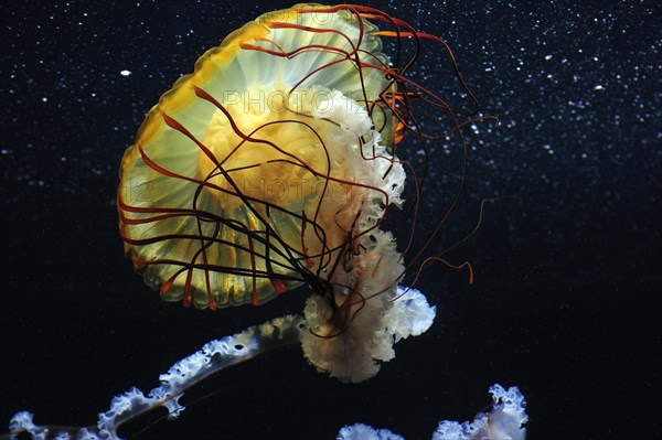 Pacific Sea Nettle