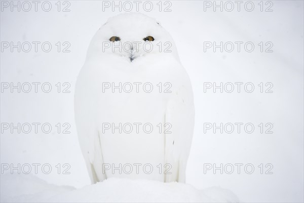 Snowy owl