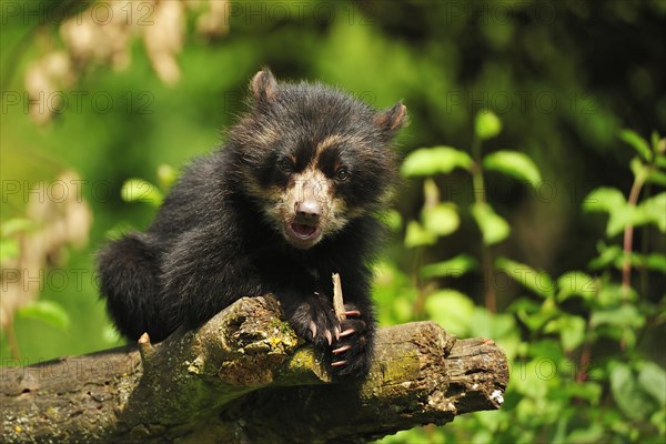 Spectacled bear