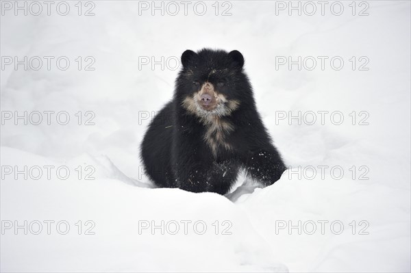 Spectacled bear