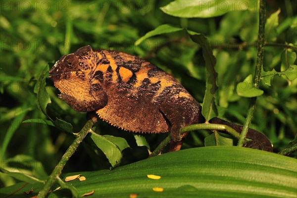 Panther chameleon