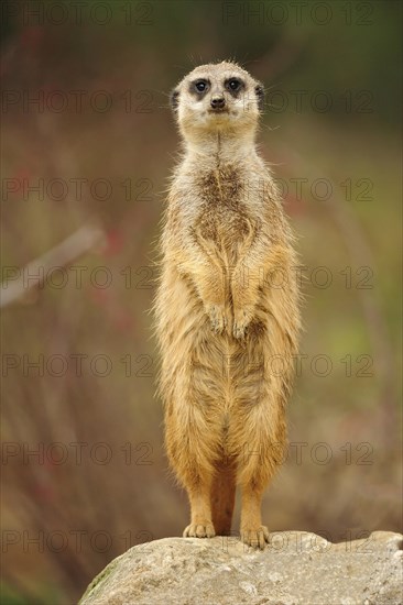 Meerkat