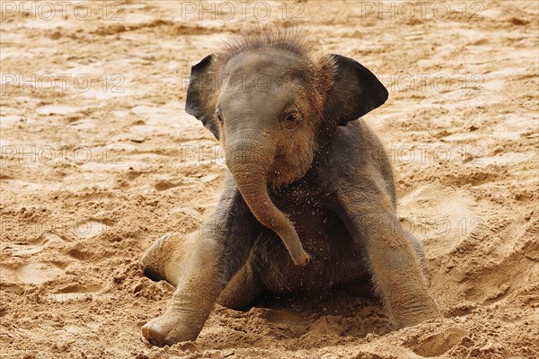 Asian elephant