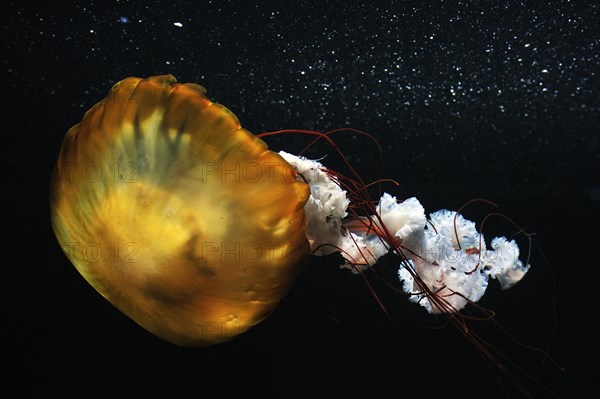 Pacific Sea Nettle