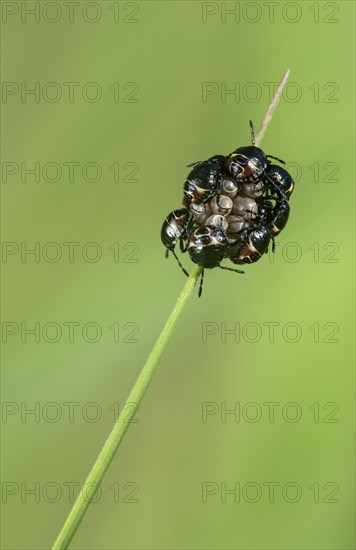 Freshly hatched nymphs of the grey garden bug