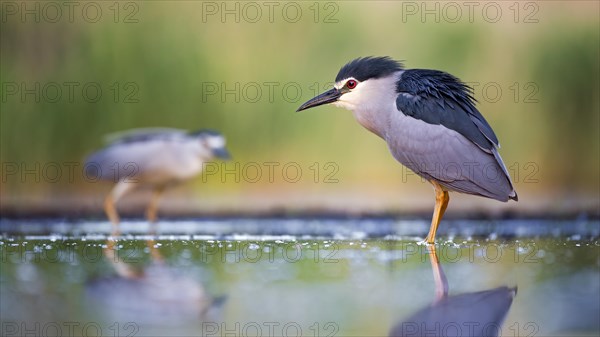 Black-crowned night heron