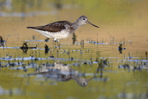 Common Greenshank