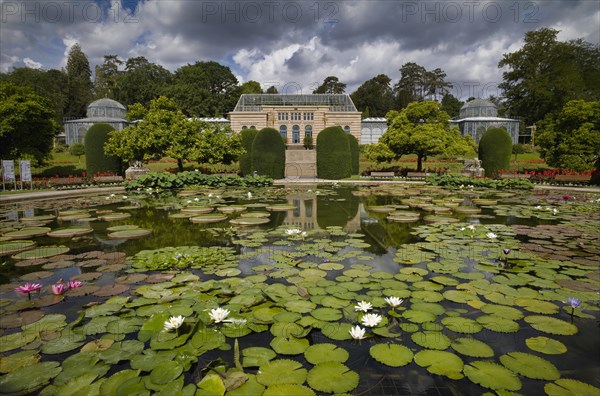 Lily pond