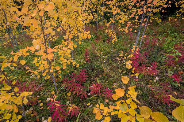 Autumn forest