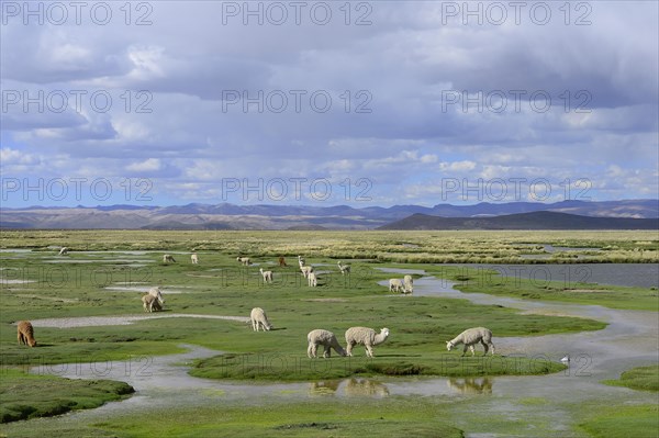 Grazing (Vicugna pacos)