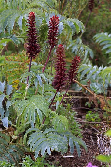 Giant honey flower (Melianthus major )