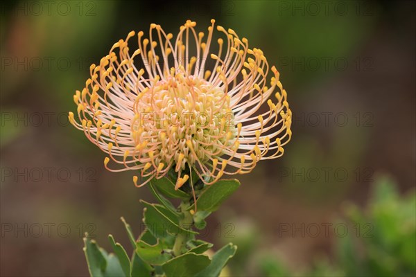 Pincuspid Protea