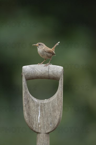 Wren (Troglodytes troglodytes) adult bird with insects in it's beak perched on a wooden garden fork handle