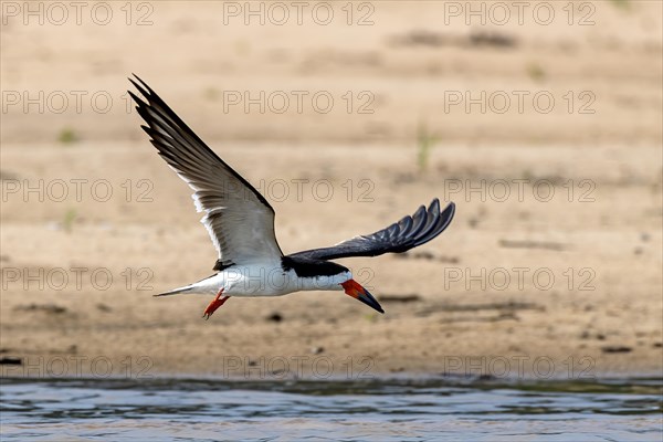 Black Skimmer