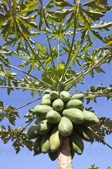 Papaya Fruit on Papaya Tree