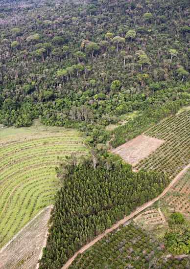 Orange and sugar cane plantations next to rain forest