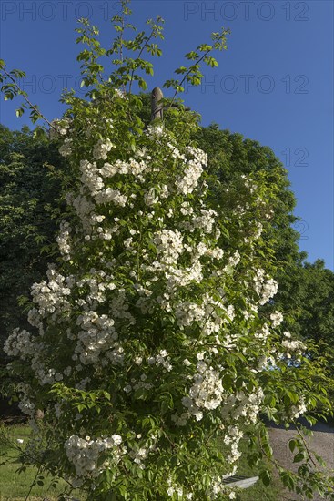 Flowering climbing rose on a telegraph pole