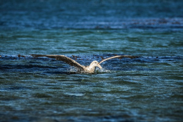 Southern giant petrel (Macronectes giganteus) lands on water