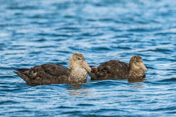 Southern giant petrels (Macronectes giganteus)