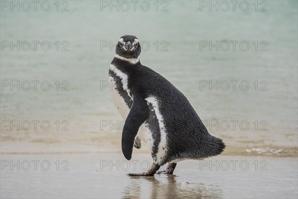 Magellanic penguin (Spheniscus magellanicus) at the beach