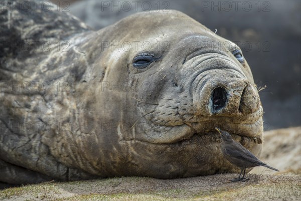 Southern elephant seal (Mirounga leonina) and Blackish Cinclodes