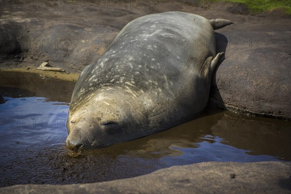 Southern elephant seal (Mirounga leonina)