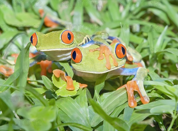 Red-eyed tree frogs (Agalychnis callidryas) on green trunk