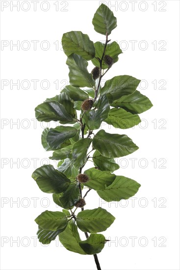 Branch of one (Fagus orientalis) with fruits