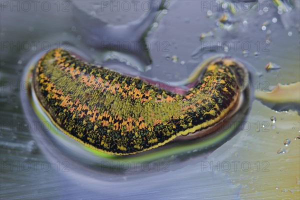 Medicinal leech (Hirudo medicinalis)