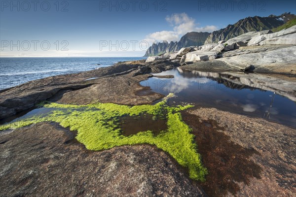 Green seaweed on the rocky beach of Tungeneset