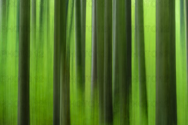 Forest in autumn in the holy halls