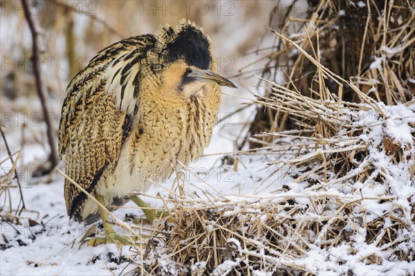 Eurasian bittern (Botaurus stellaris) in winter when searching for food