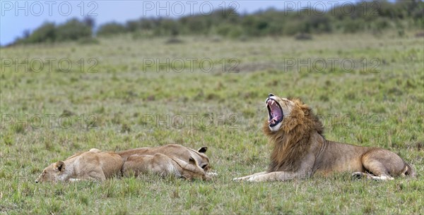 Manes (Panthera leo) and three females at sunrise in the grass savannah