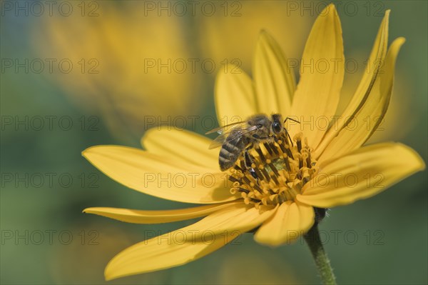 Honey bee () on (Helianthus tuberosus)