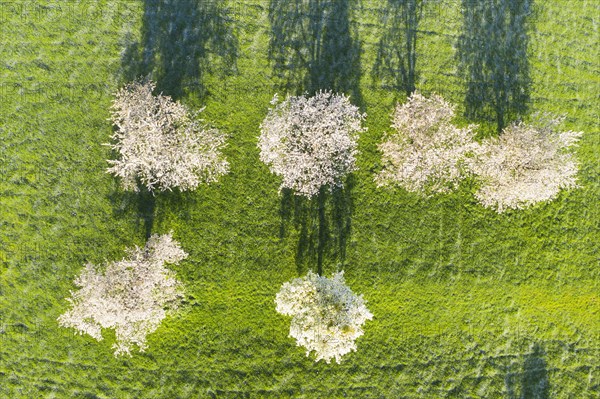 Flowering cherry trees on a meadow from above