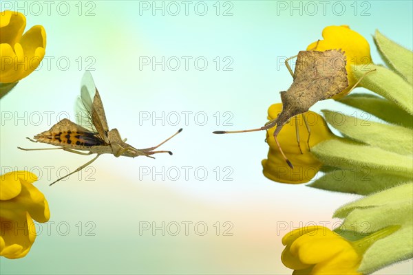 Rhomb bug (Syromastus rhombeus) on the flower of a (Primula veris)