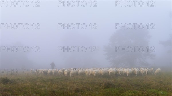 Shepherd with a flock of sheep in the heath at the Thuelsfeld dam at sunrise