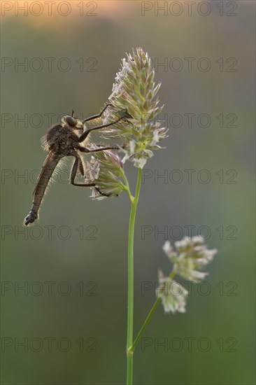 Robber fly (Asilidae) sits in a warm light on a grassy lawn