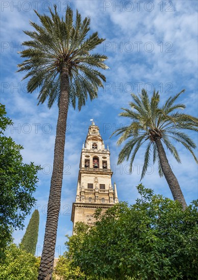 Church tower between palm trees