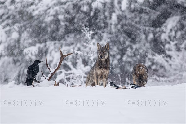 Pack of wolves (Canis lupus) at the carcass