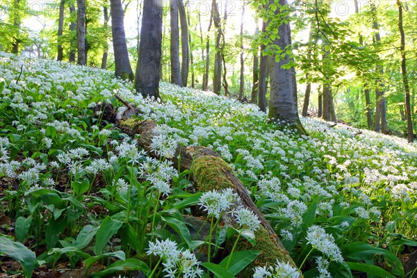 Flowering (Allium ursinum) in beech forest